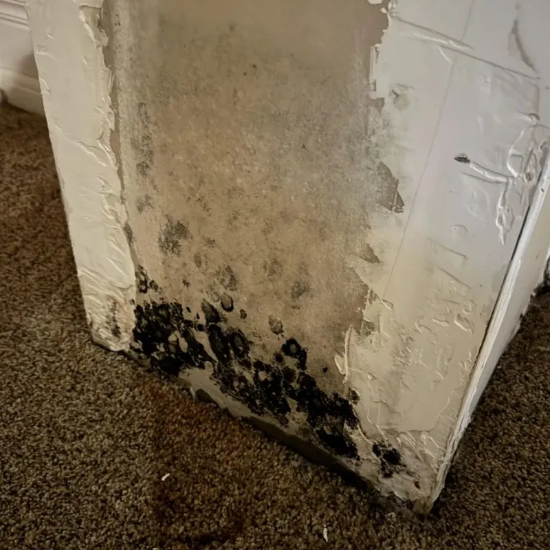 Professional Mold Removal in Cleora, OK